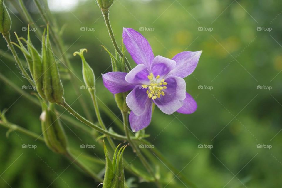 nature flower purple plant by jaedelrey