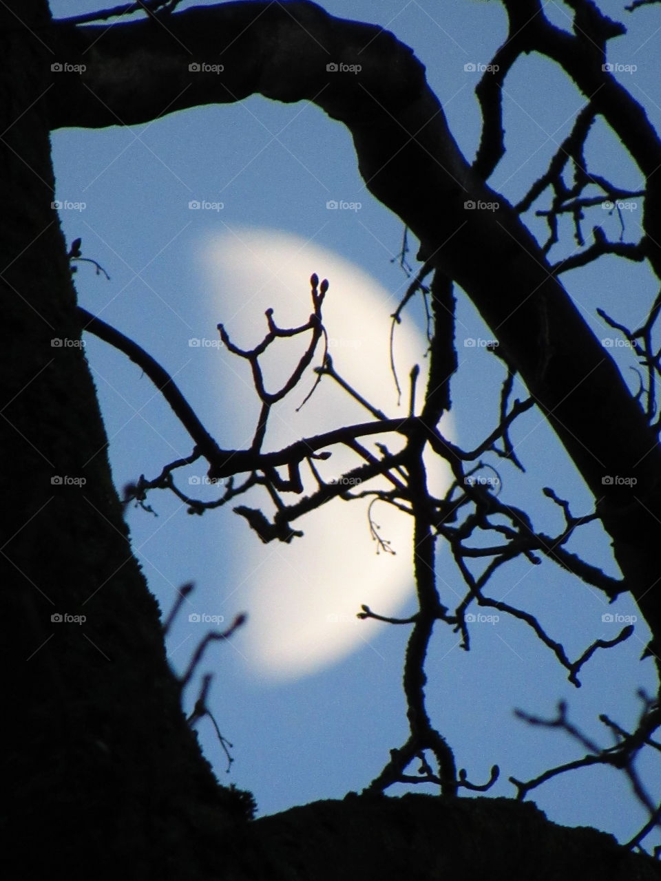 moon in tree