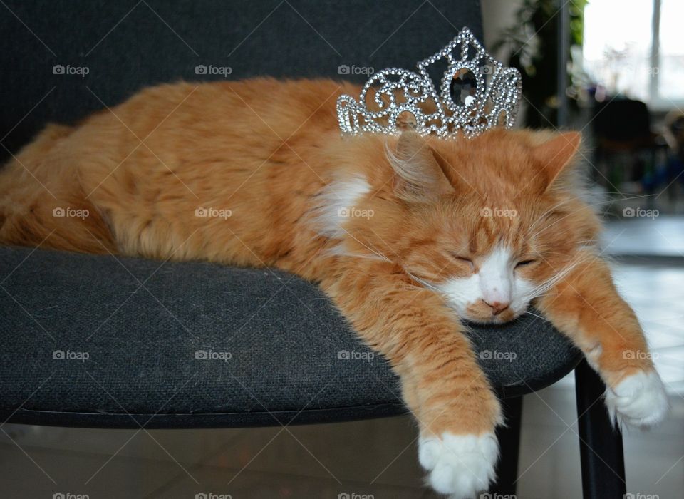 cat pet with silver crown sleep