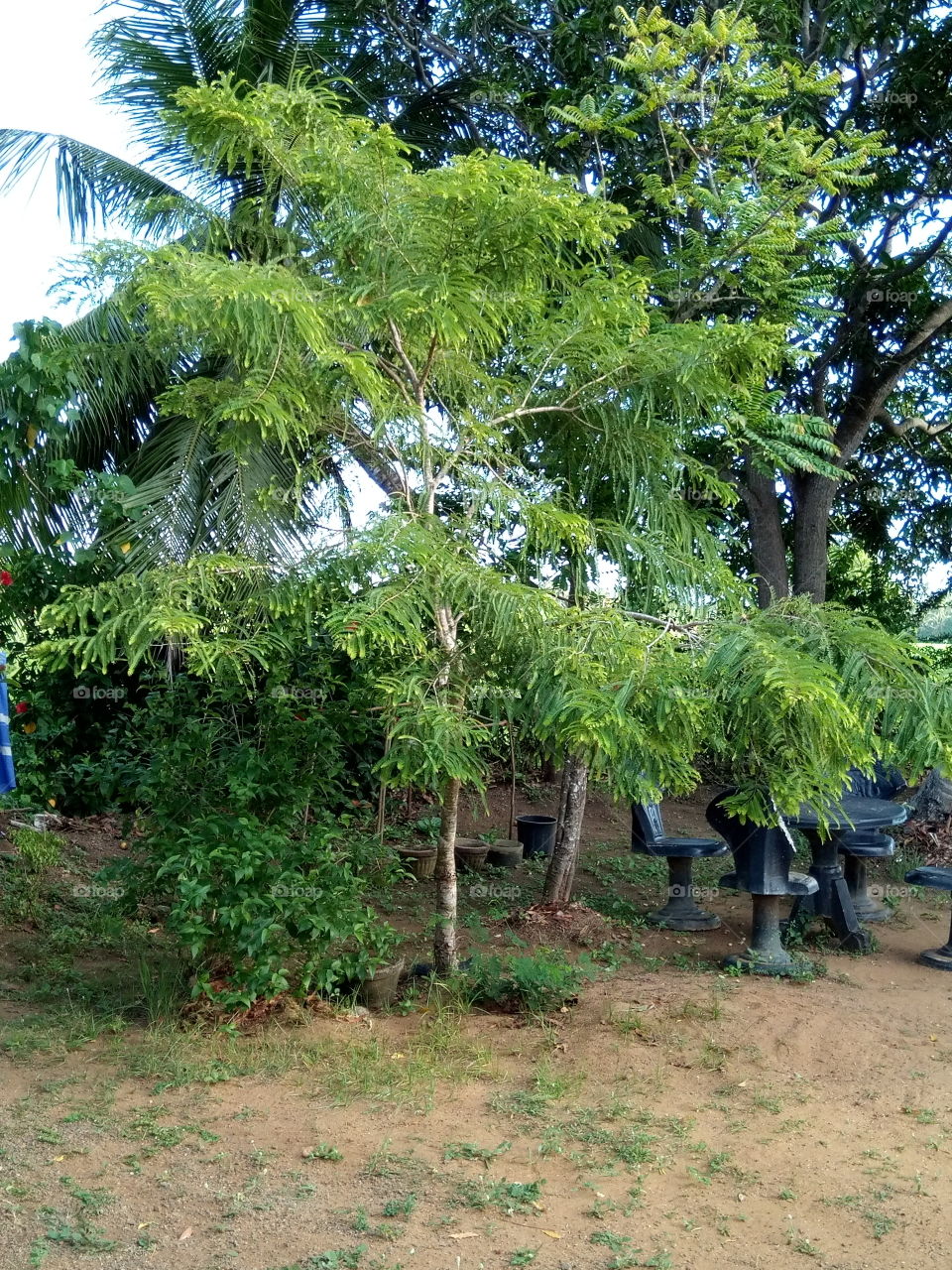 Amla tree