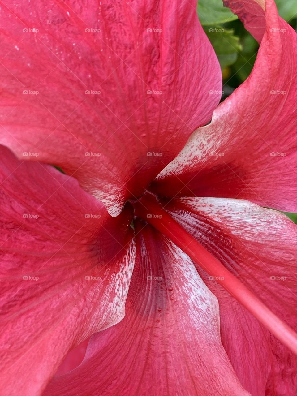 Close up of a beautiful bright red hibiscus flower