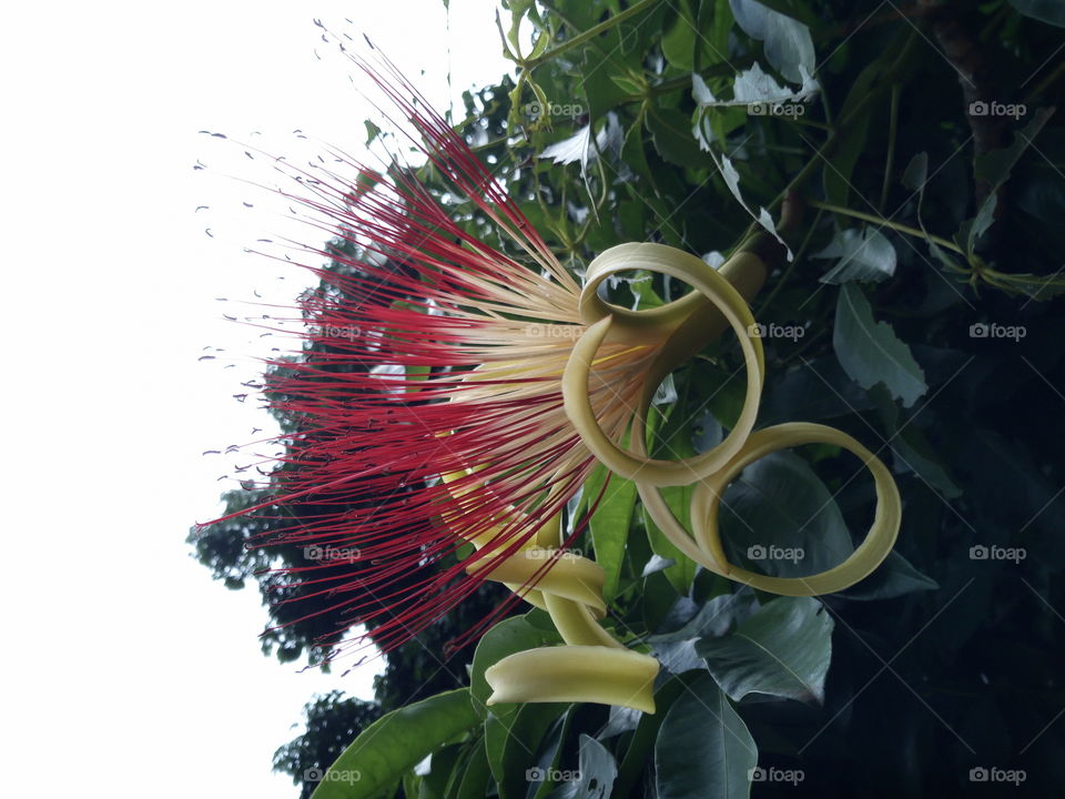 flor do coco de rua