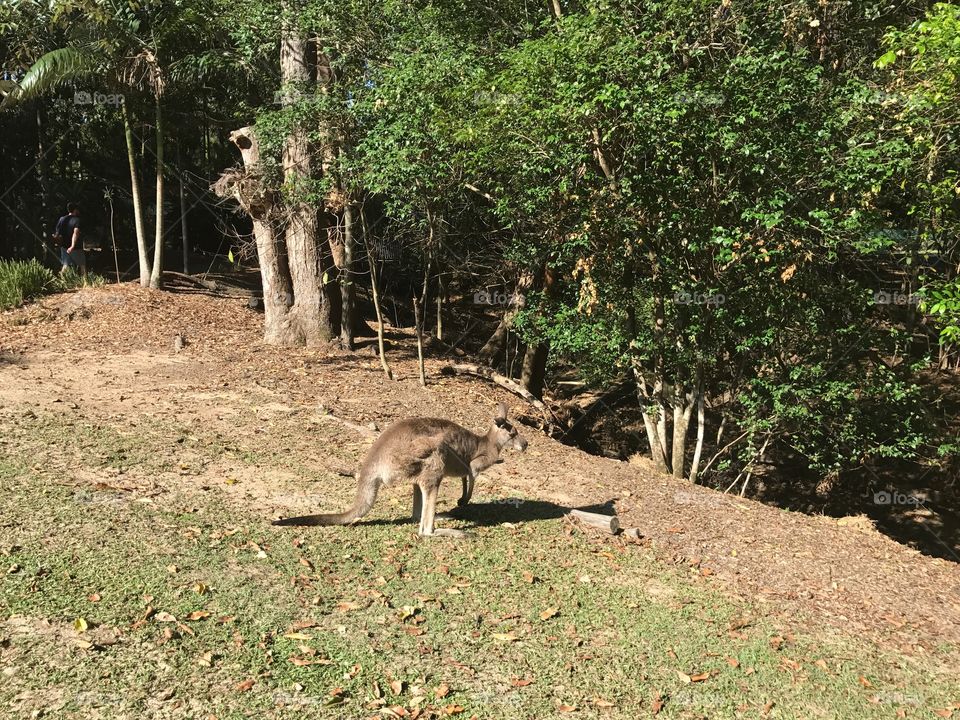 Kangaroo grazing