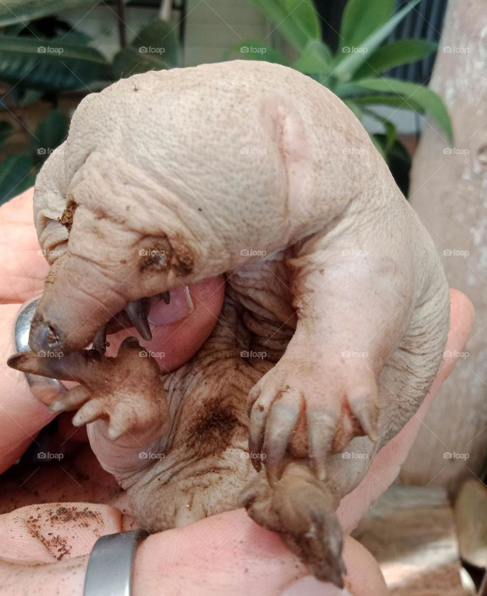 baby echidna, called a puggle, 
Echidnas sometimes known as spiny anteaters, are quill-covered monotremes (egg-laying mammals) belonging to the family Tachyglossidae .