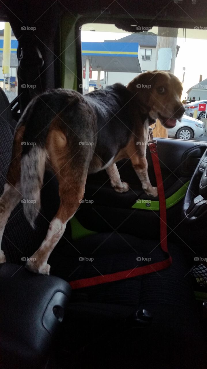 Balancing Beagle. Our beagle, Hunter, balancing on the center console and arm rest of the Jeep so he can get a better view out the window.
