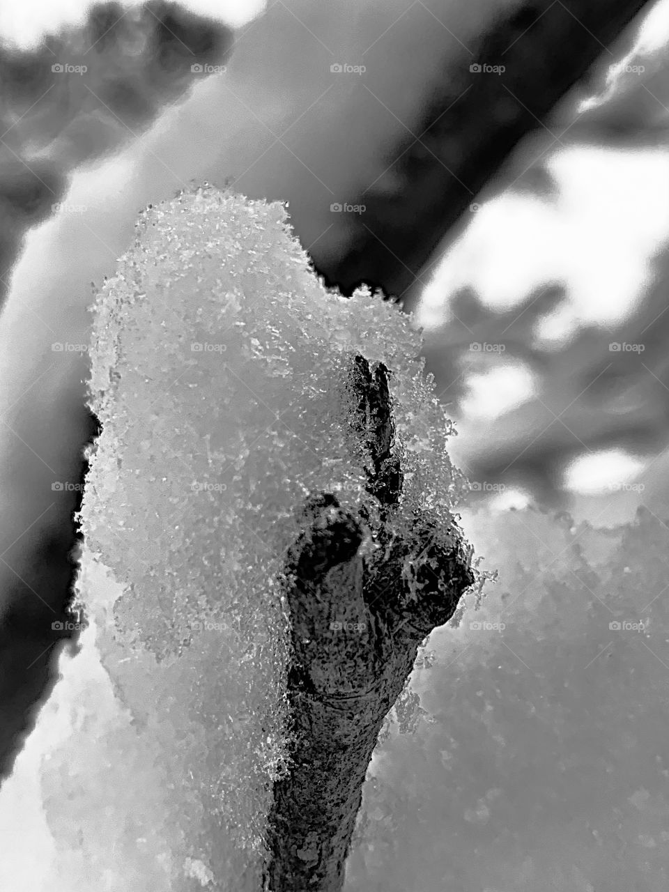 ice and snow covered twig in the winter