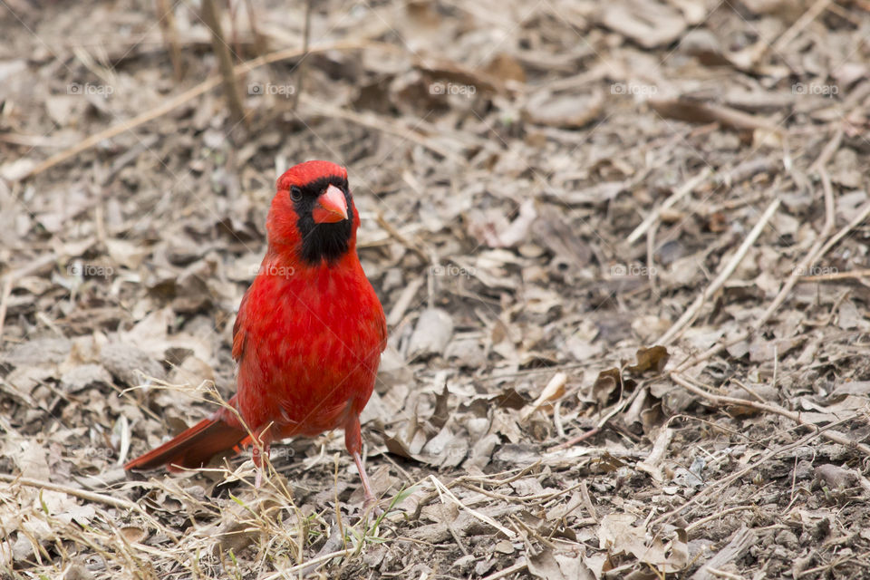 Close-up of a red bird