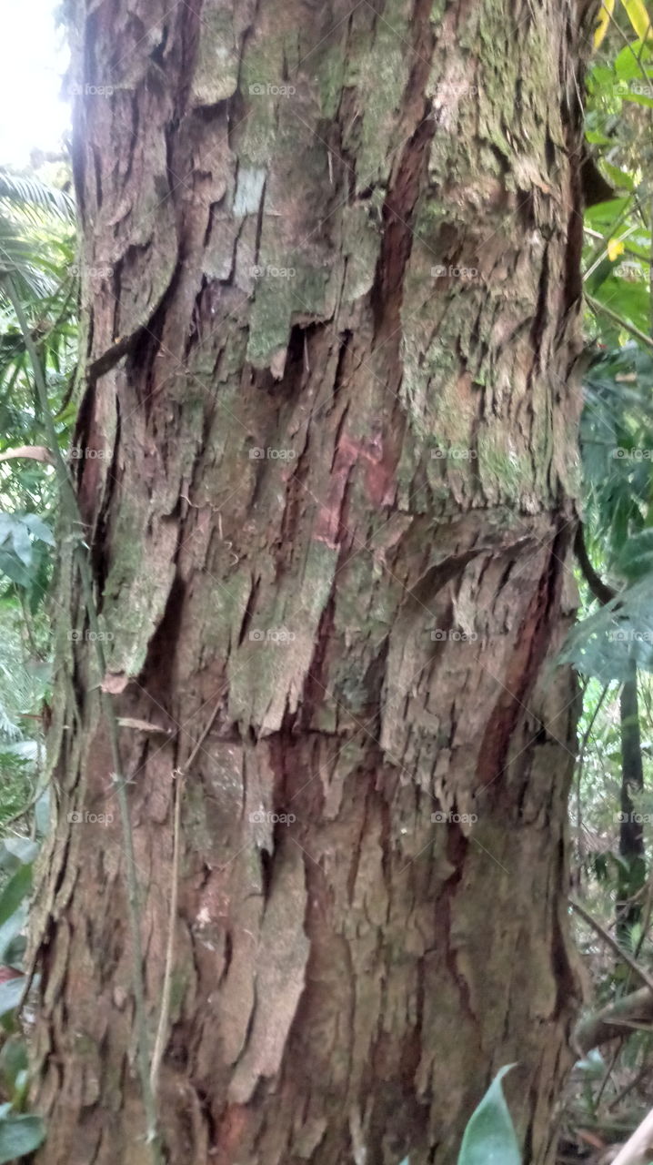 TRONCO ÁRVORE