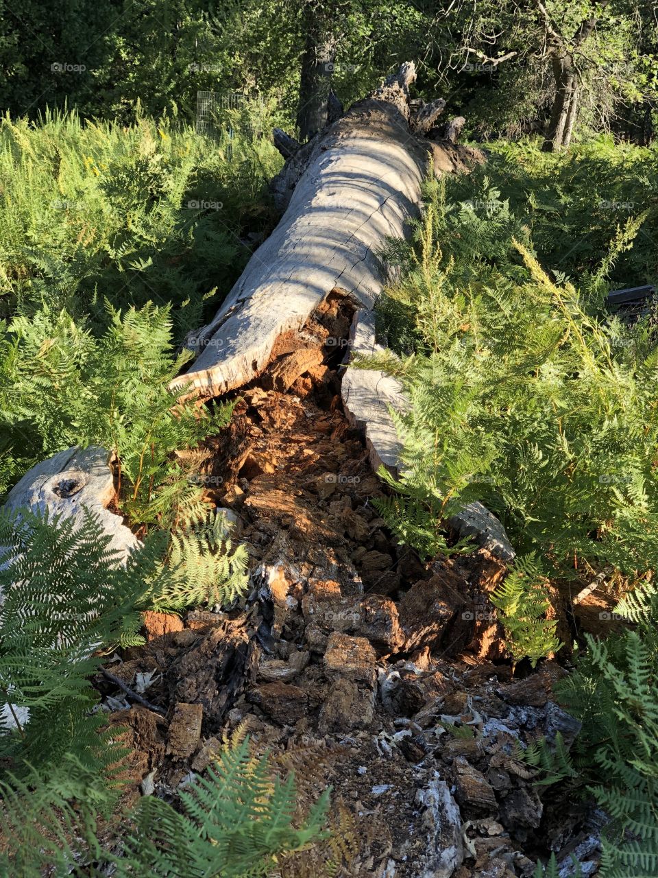 Rotting Log