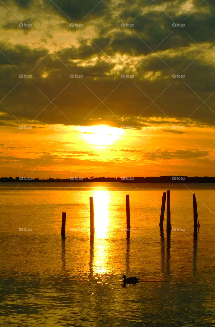 Silhouette of duck over the sea