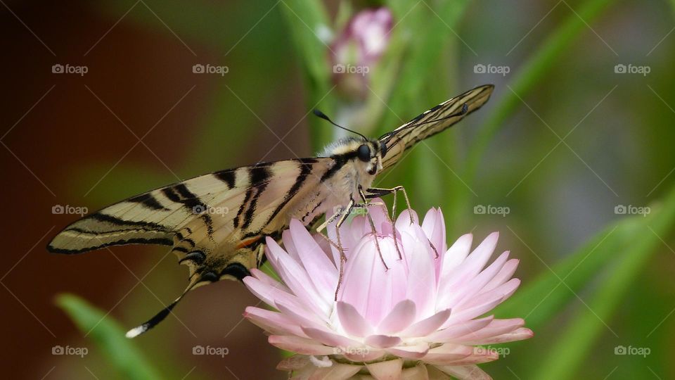 pink flower and butterfly