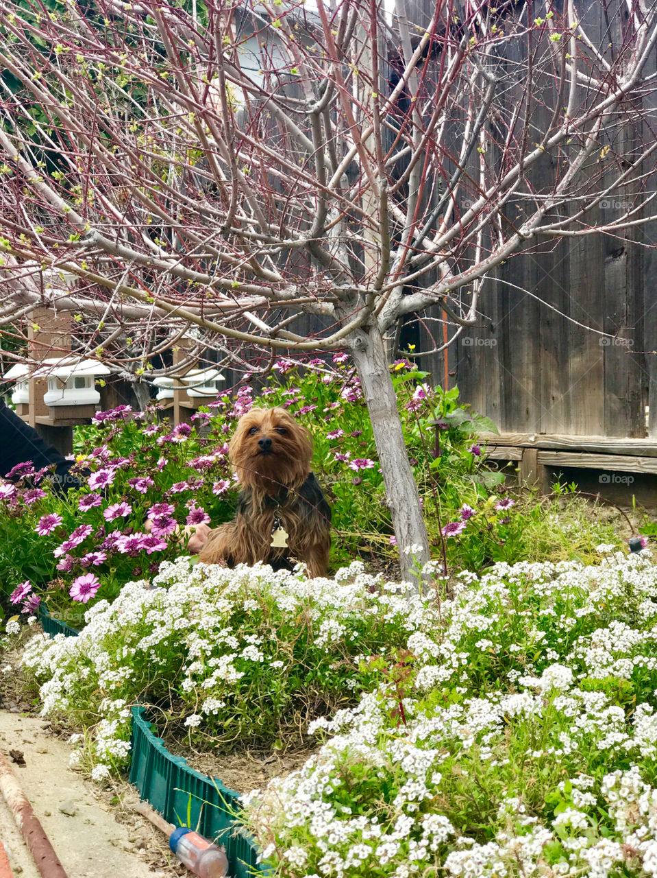 Puppy in the garden 