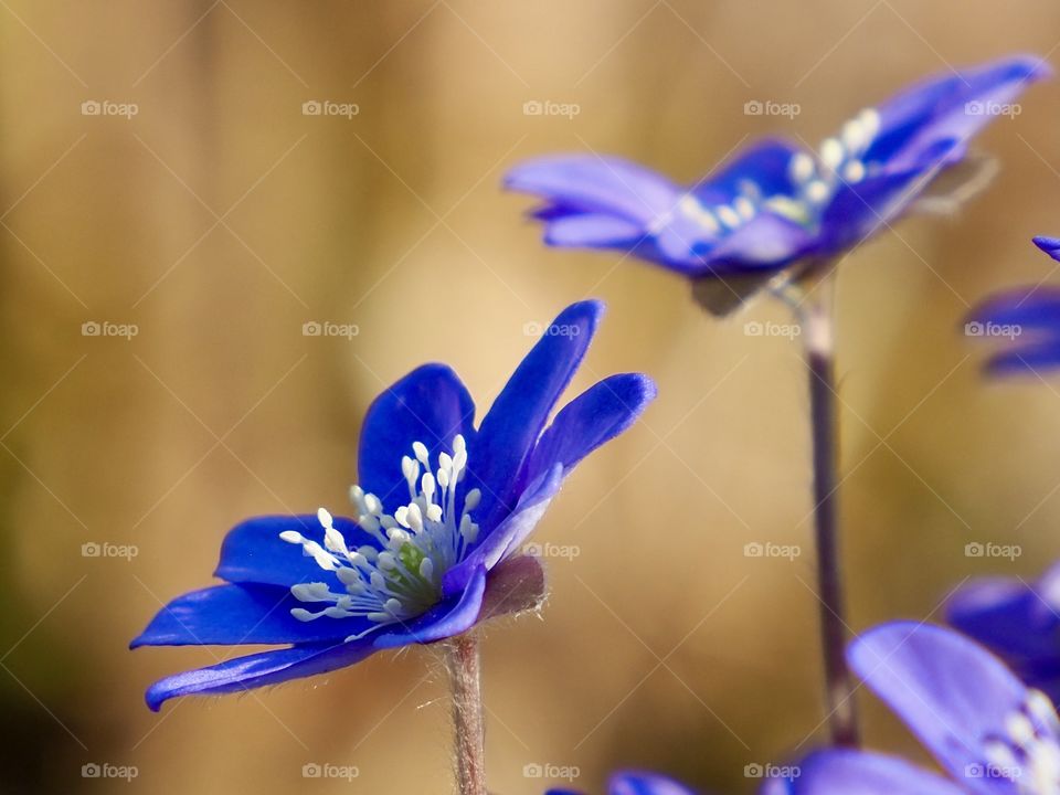 Hepatica