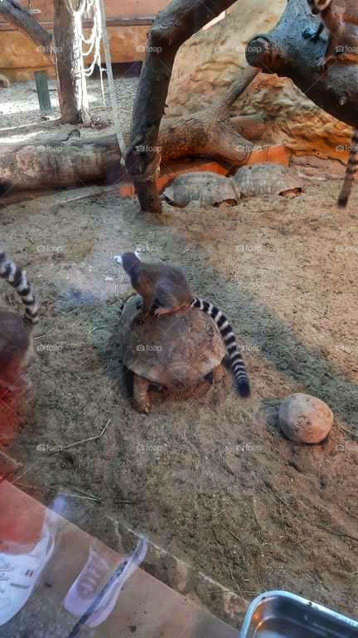 Be quite, be attentive, be like this animal