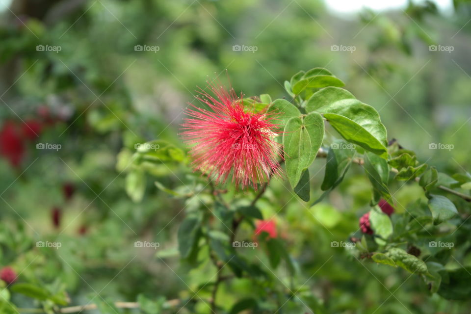 Red Alibizia Flower