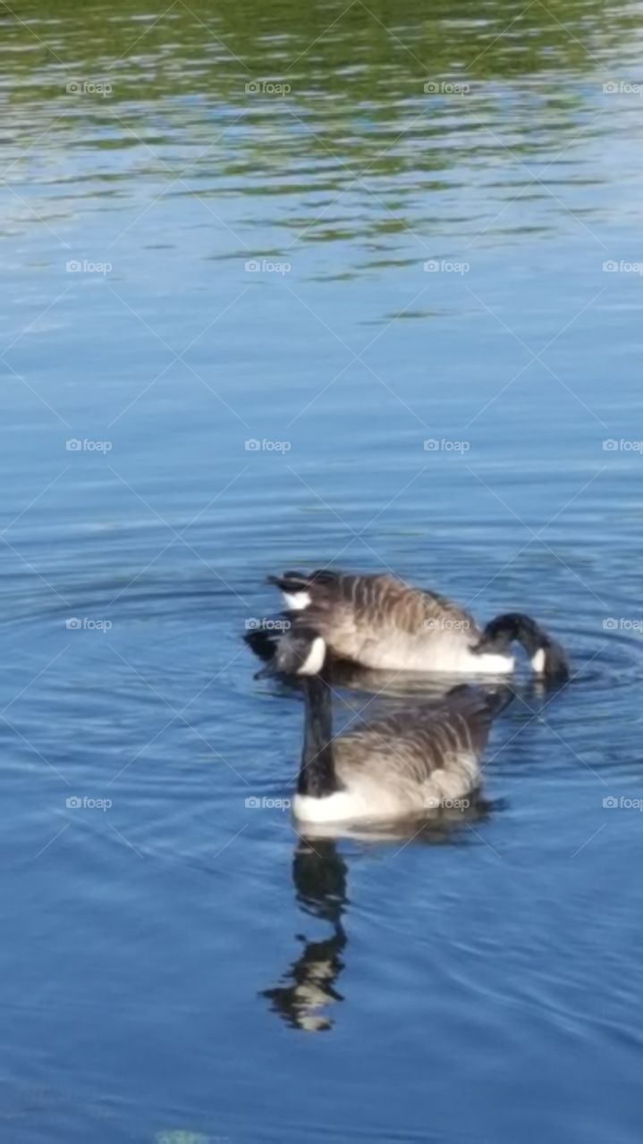 Canada geese