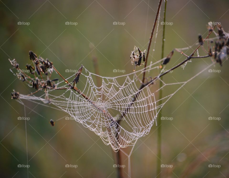 web in the woods