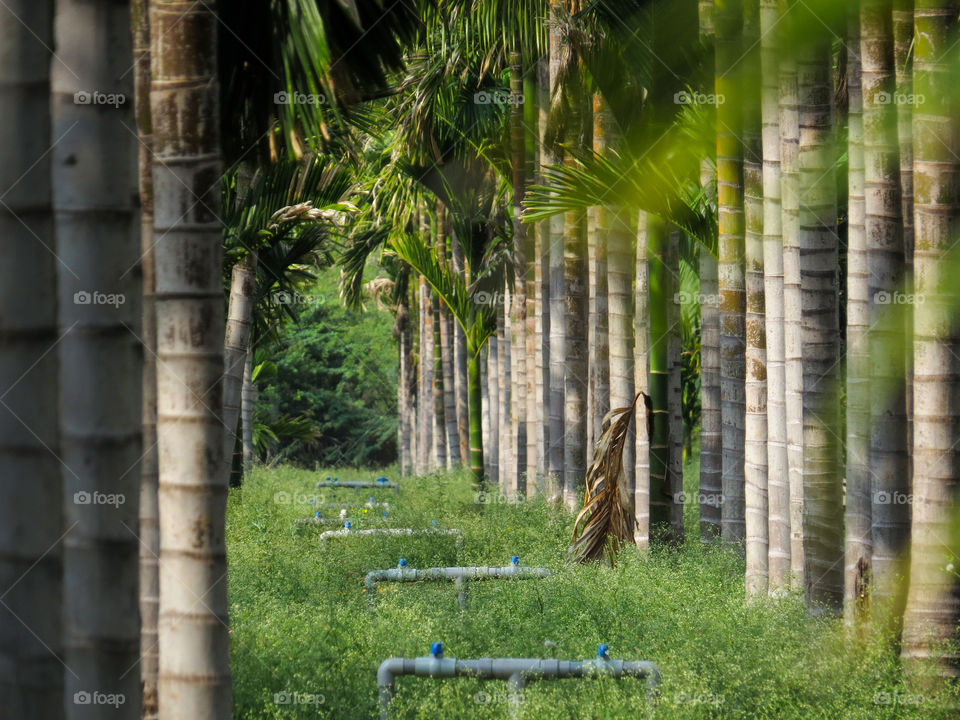 beetle nut farming with drip irrigation