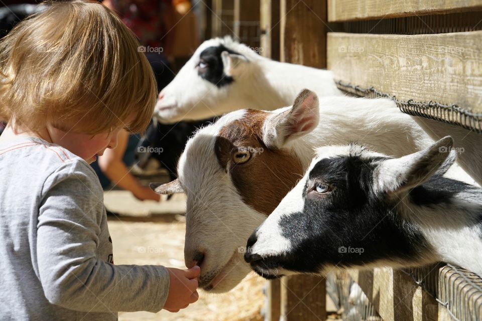 Little Girl Feeding Goats