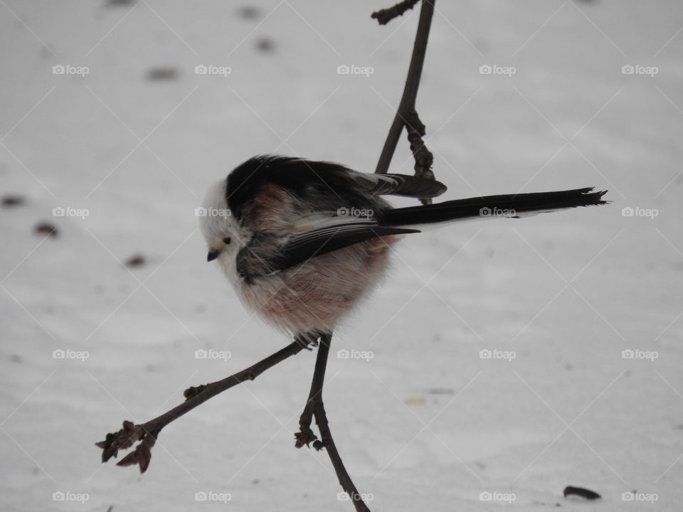 Long tailed tit