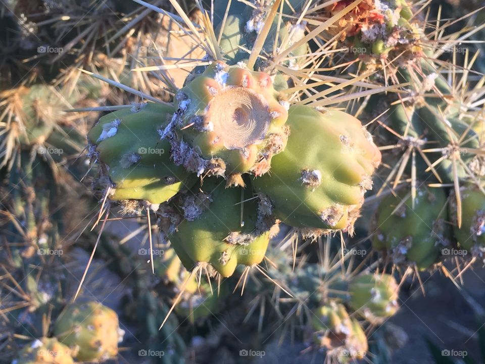 Close up of a cactus. 