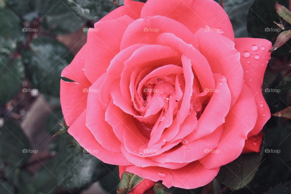 Pink rose with rain drops