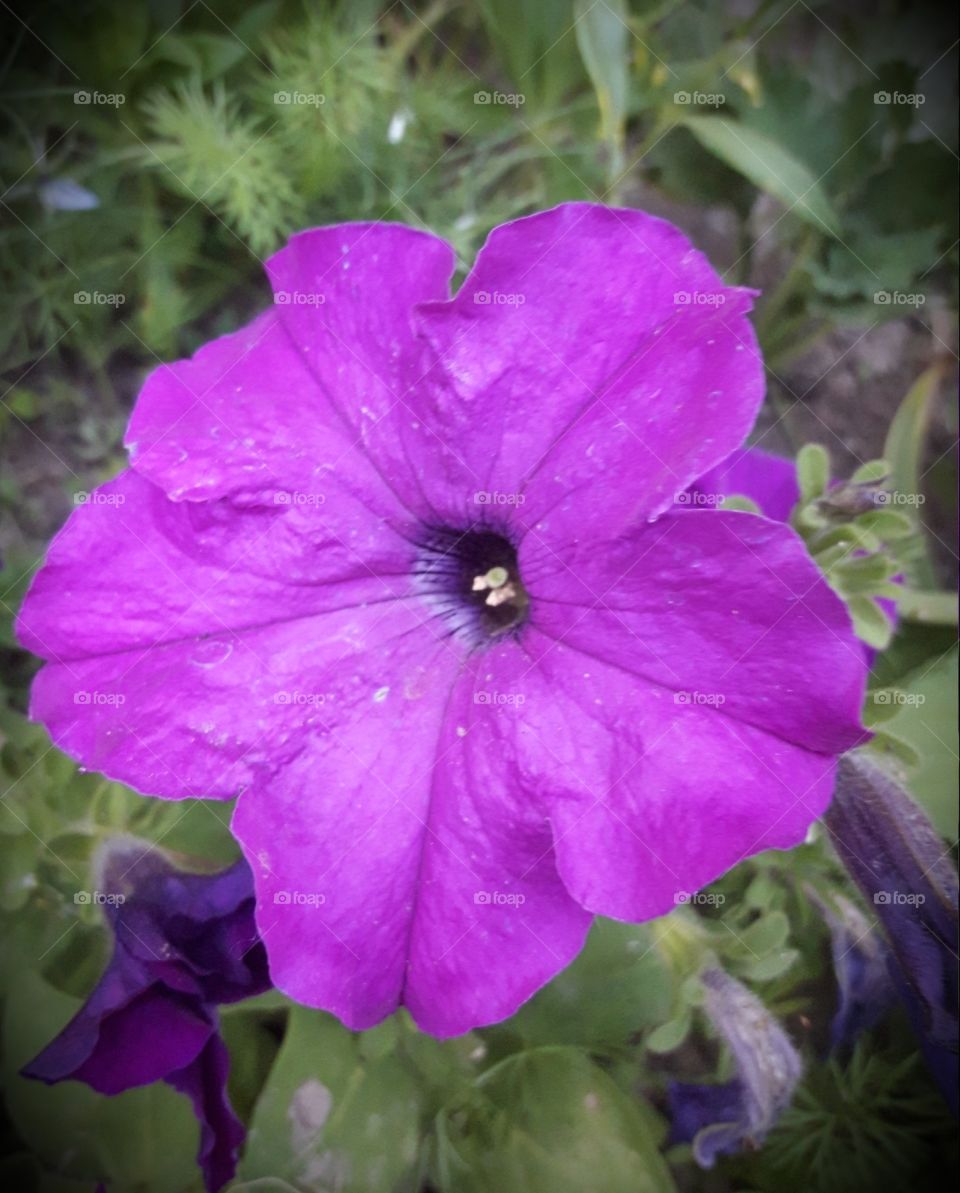macro purple flower botanical