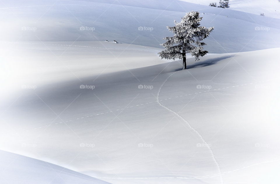 Snow covered tree on landscape