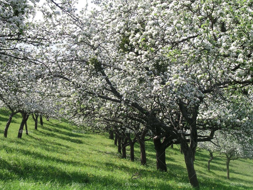 Apple trees blooming in spring