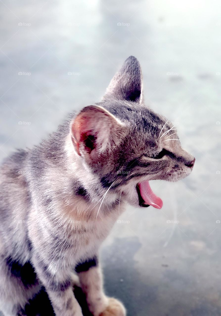 Cat Yawning