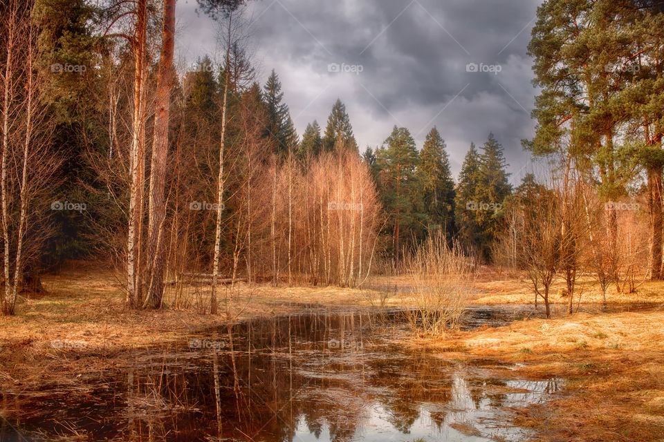 Yearly spring landscape with small pond at sunny day