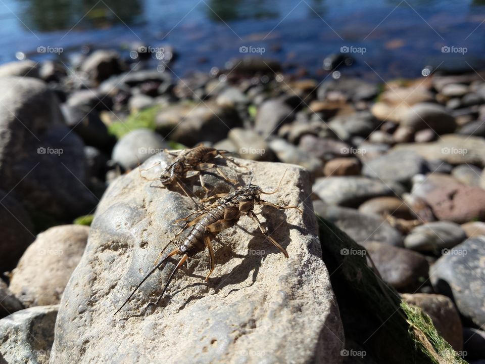River Bugs