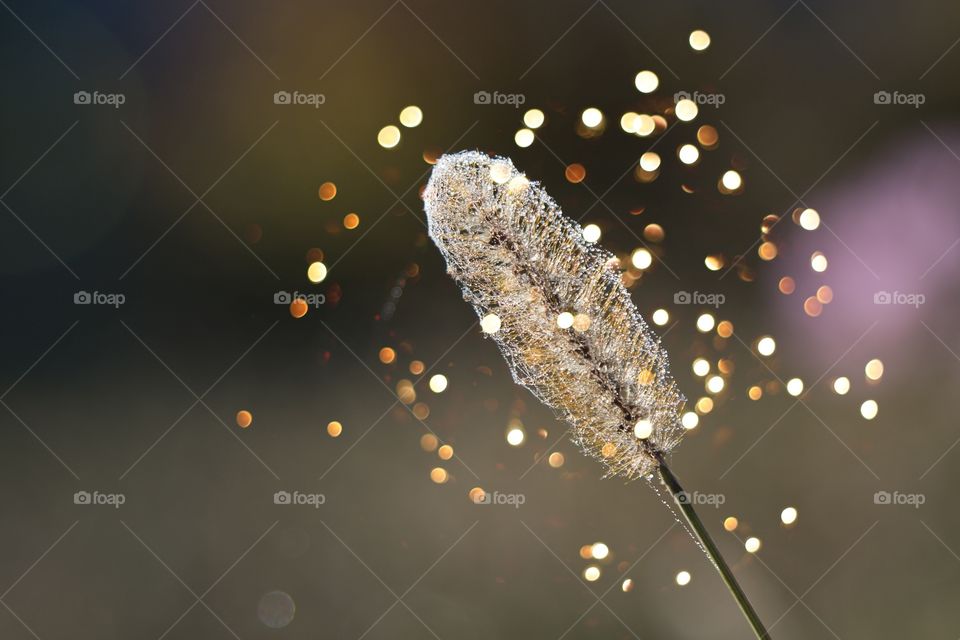 Spikelet of blade of grass on a dark background.