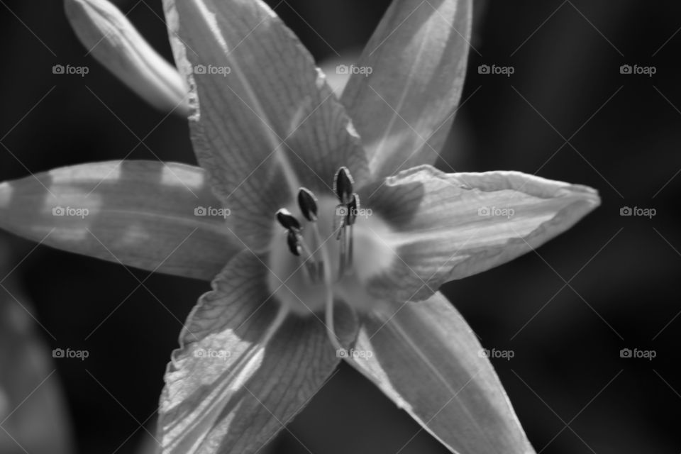 wildflower in black and white 