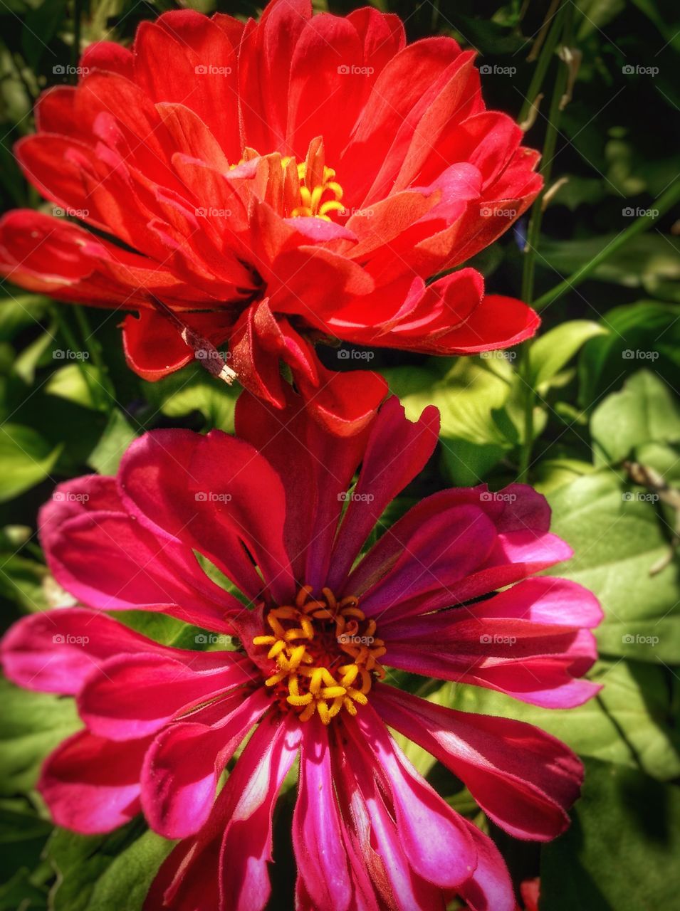 Zinnias. Simple yet elegant.