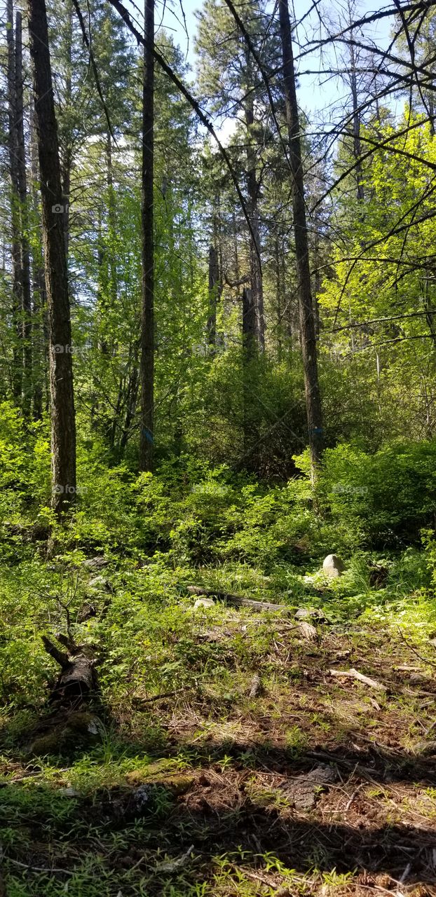 view in the woods of a log, green foliage, shaded by trees and sunny blue sky in a spring hike
