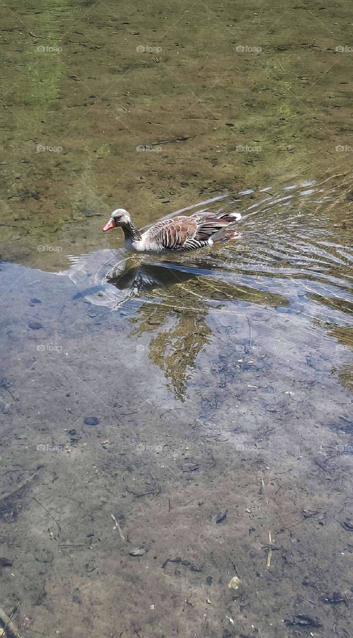 Swimming like a duck