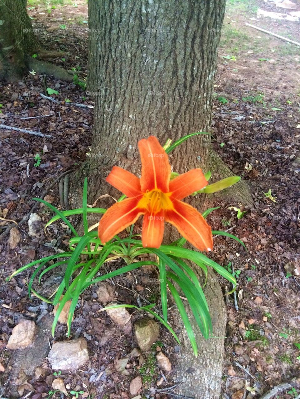 One orange Iris