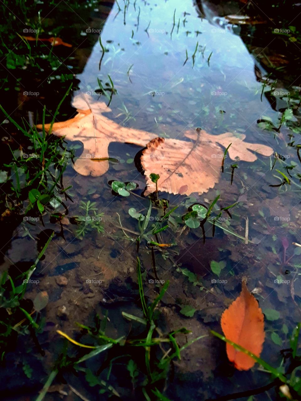 Fall Puddles