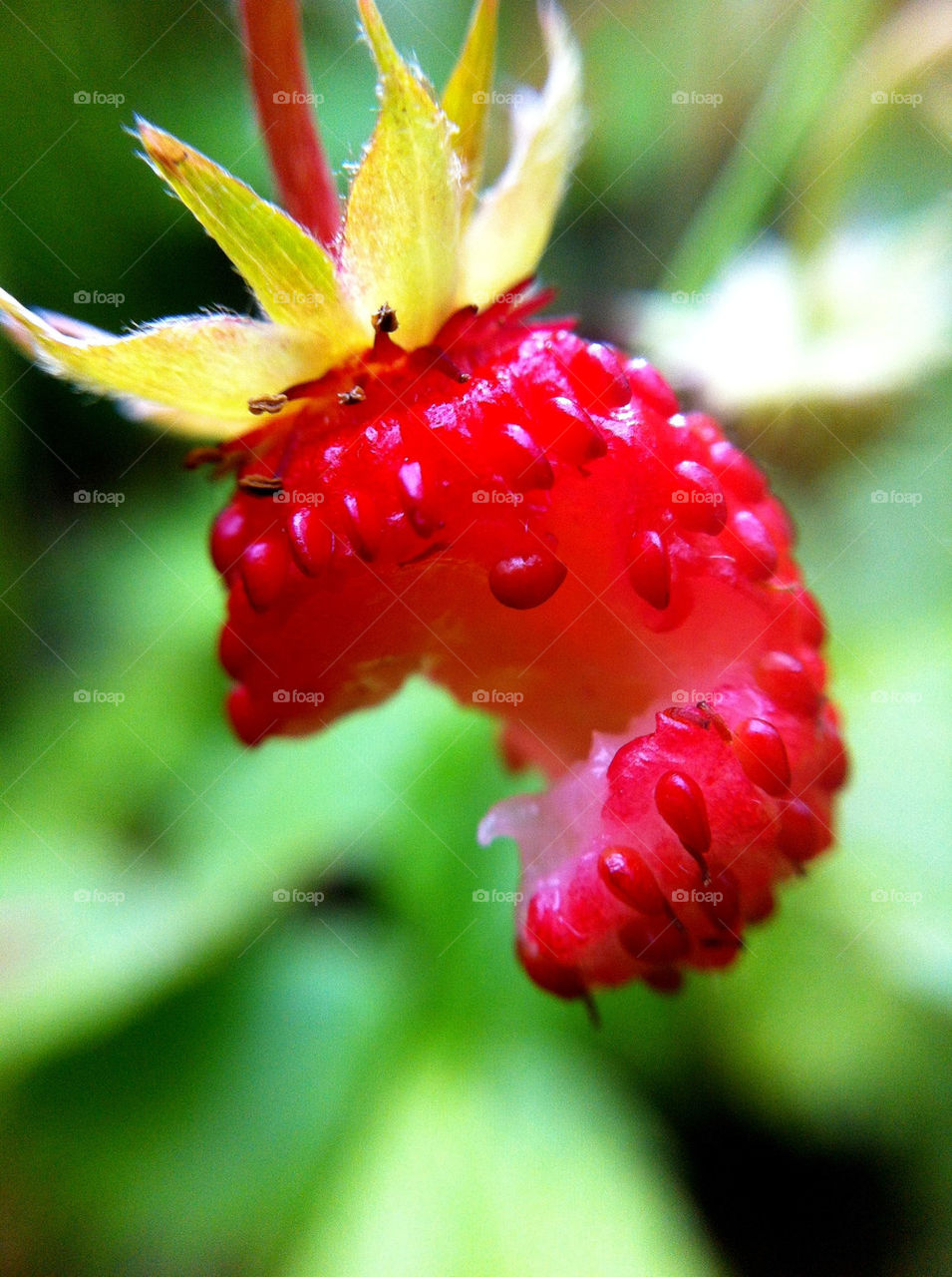 macro red sommar röd by ka71