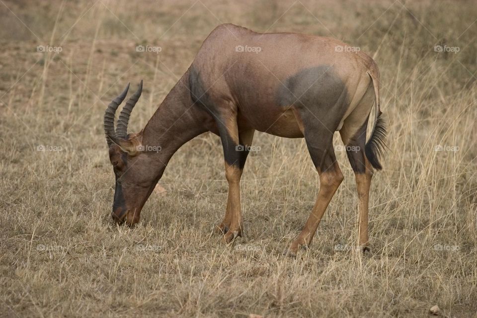 Common tsessebe