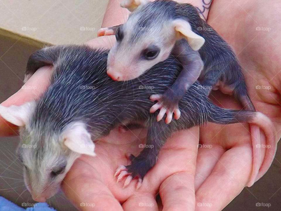 Baby Opossums in Hand. I rescued the mother opossum after my dogs attacked her, later discovered she had babies. after treatment at the nature center, I was allowed to release mom and babies.