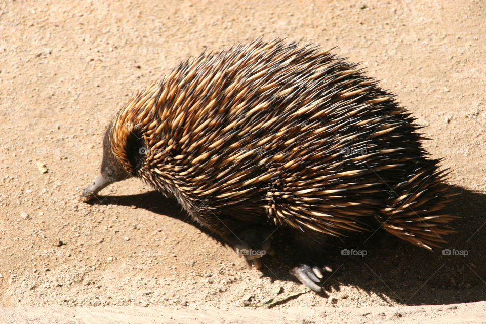 Echidna