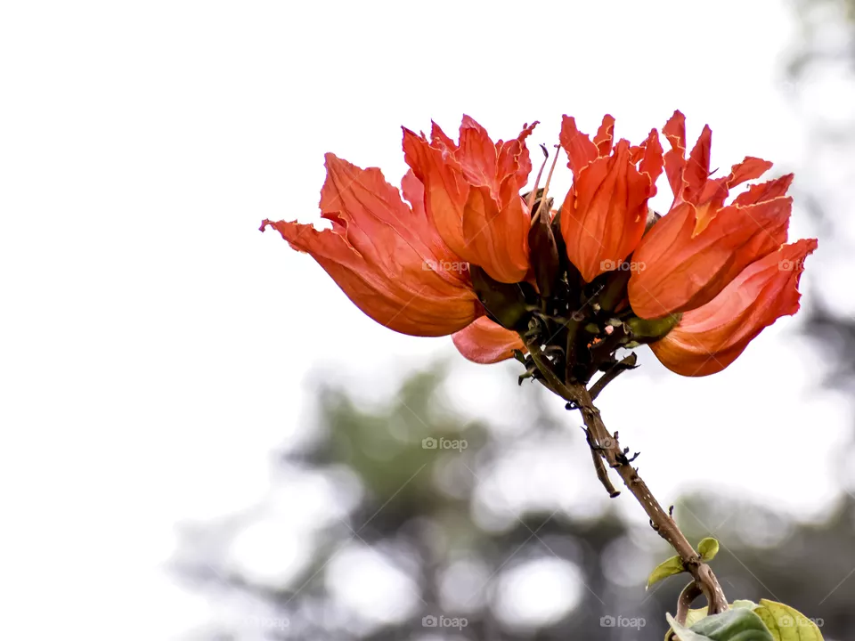 Awesome African tulips isolated in a smoky background.