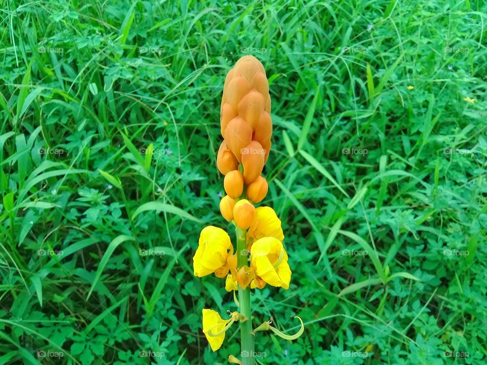 Flowers with unique shapes, beautiful, attractive fresh yellow, in Kalimantan Indonesia