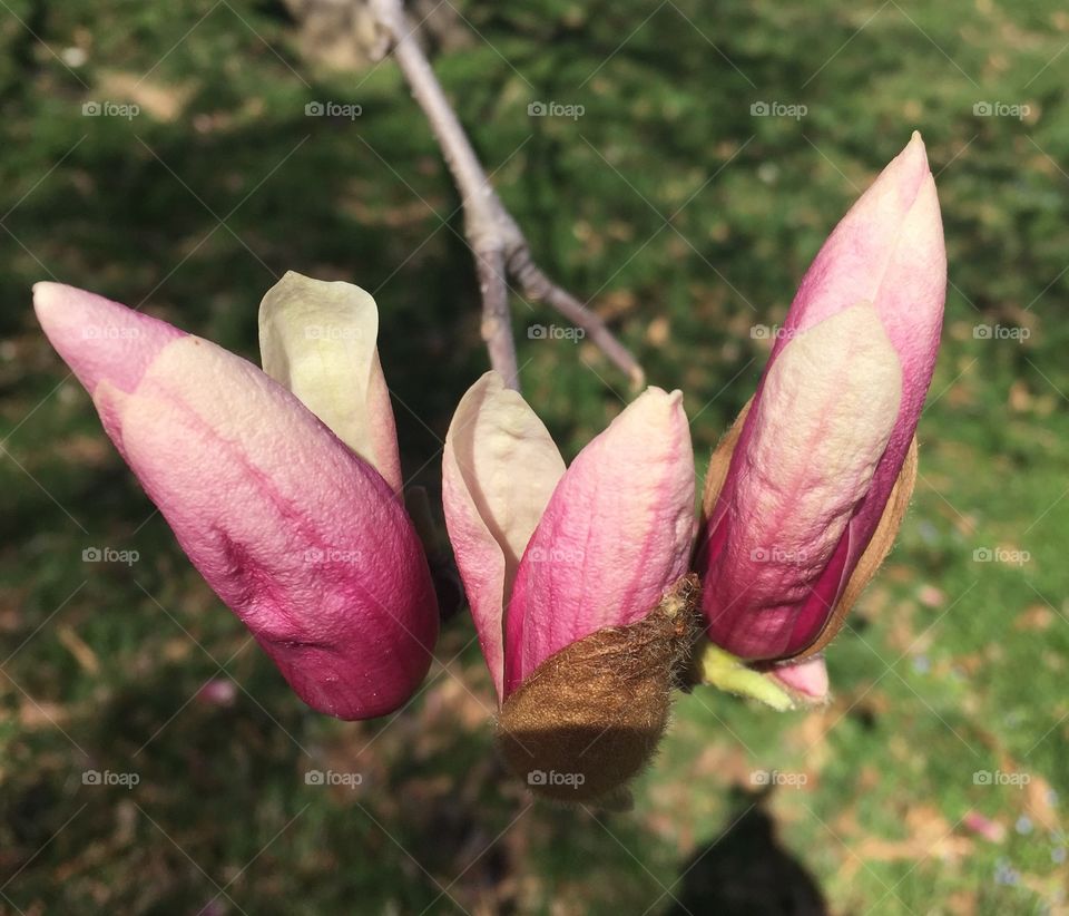 Spring buds