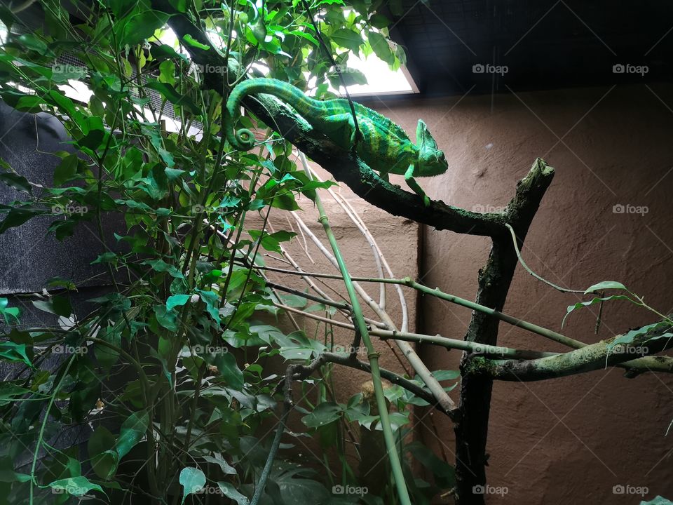 Chameleon in a zoo