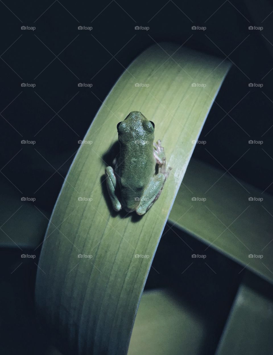 Tree frog on leaf