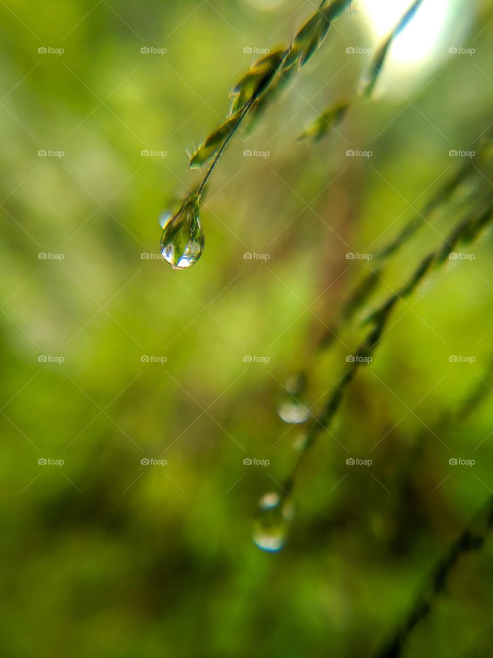 Dewdrops in the morning.