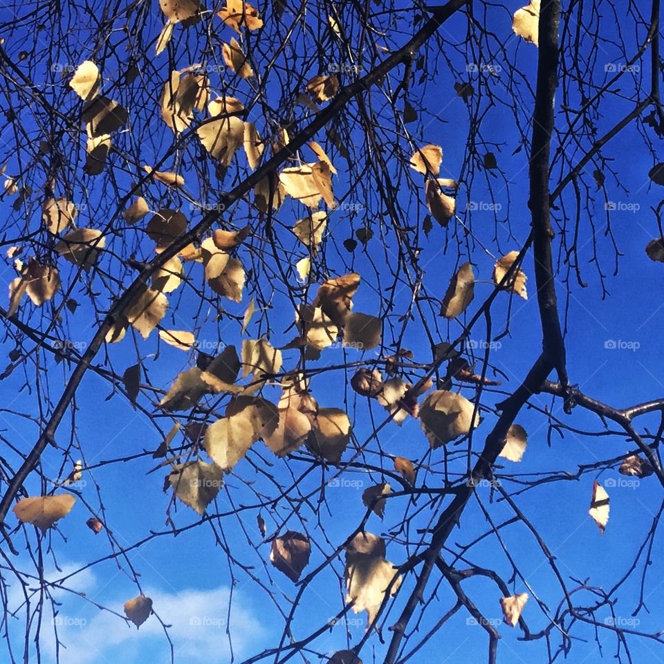 Social justice worrier rest or hang like the these leafs...overprotective to their own agendas